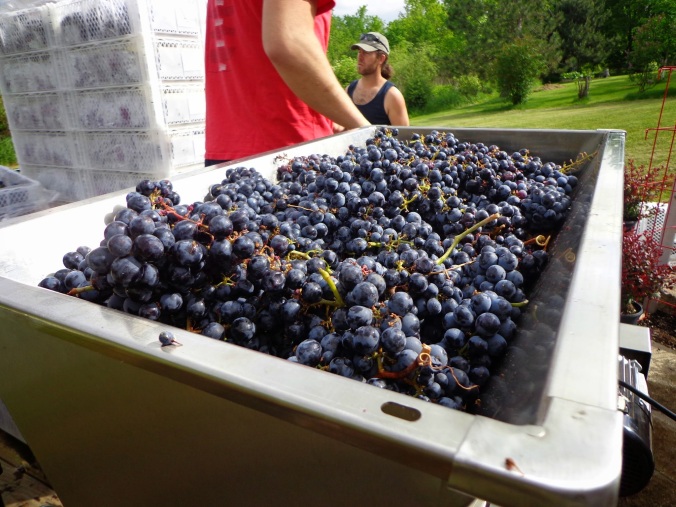 Every spring, members of the Wisconsin Vintners Association band together in purchasing about five different grape varieties sourced from Chilean vineyards. The grapes are packed in 18-pound plastic containers (called lugs) for the two-week trip to the Midwest. 